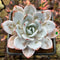 Echeveria 'White Lotus' 3"-4" Succulent Plant Cutting