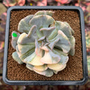 Echeveria 'Cubic Frost' Variegated 2"-3" Succulent Plant Cutting