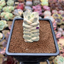 Crassula 'Moonglow' Variegated 2"-3" Extra Tall Succulent Plant Cutting