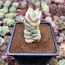 Crassula 'Moonglow' Variegated 2"-3" Extra Tall Succulent Plant Cutting