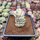 Crassula 'Moonglow' Variegated 2"-3" Extra Tall Succulent Plant Cutting