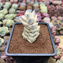 Crassula 'Moonglow' Variegated 2"-3" Extra Tall Succulent Plant Cutting