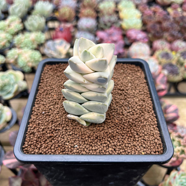 Crassula 'Moonglow' Variegated 2"-3" Extra Tall Succulent Plant Cutting