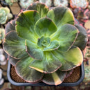 Echeveria 'Blue Metal' Variegated 5" Large Succulent Plant Cutting