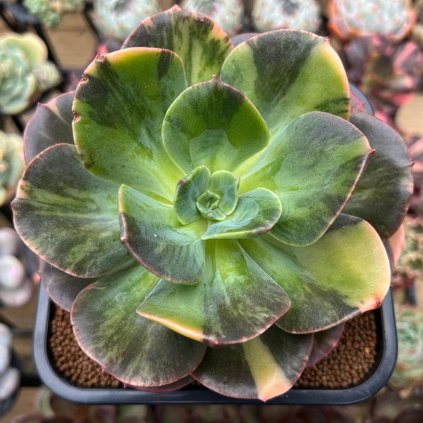 Echeveria 'Blue Metal' Variegated 5" Large Succulent Plant Cutting