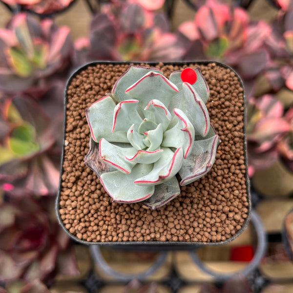 Echeveria Strictiflora 1"-2" Succulent Plant Cutting