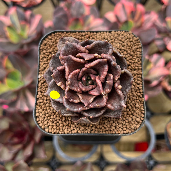 Echeveria 'Super Bowl' 2" Succulent Plant Cutting