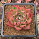 Echeveria Agavoides 'Honey Pink' 3" Succulent Plant Cutting