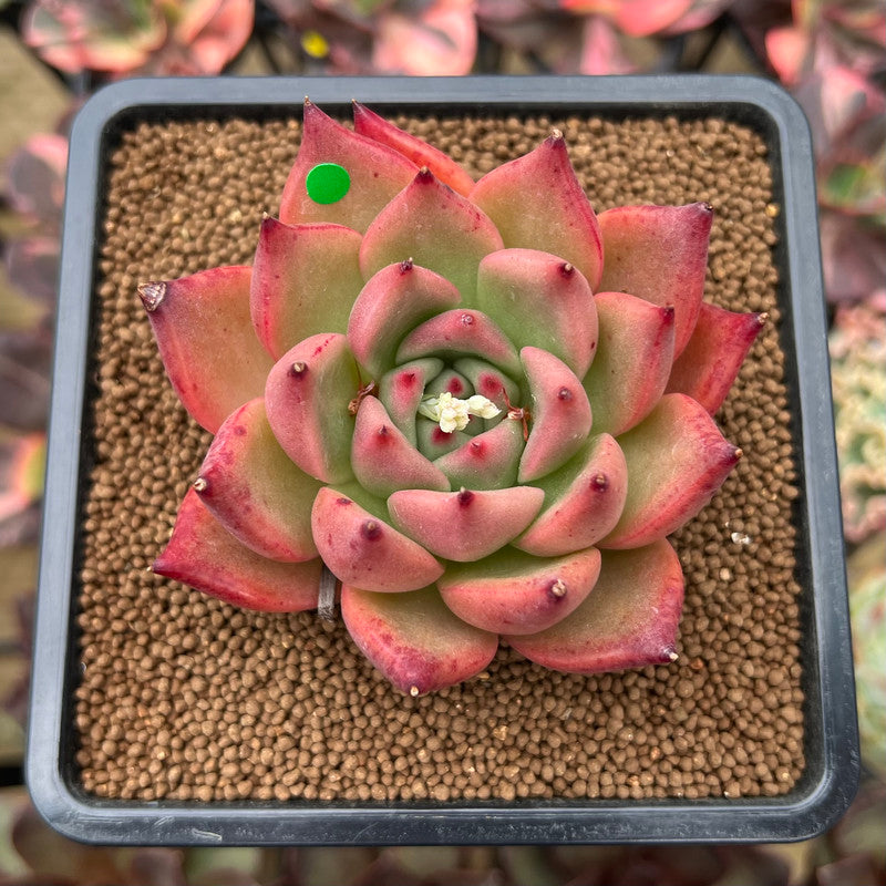 Echeveria Agavoides 'Honey Pink' 3" Succulent Plant Cutting