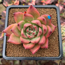 Echeveria Agavoides 'Honey Pink' 3" Succulent Plant Cutting