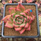 Echeveria Agavoides 'Honey Pink' 3" Succulent Plant Cutting