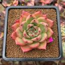 Echeveria Agavoides 'Honey Pink' 3" Succulent Plant Cutting