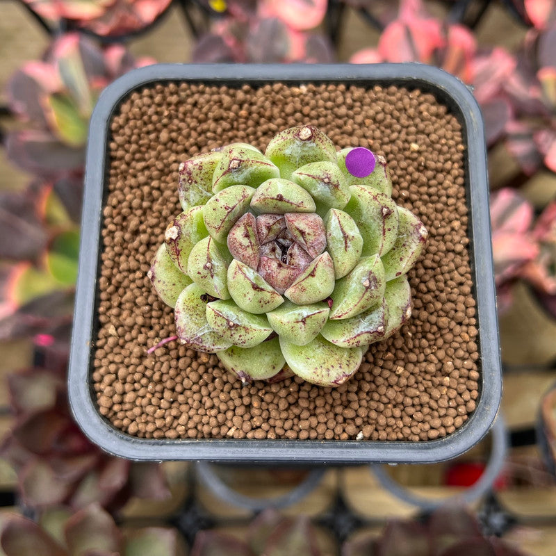 Echeveria 'Amethyst' 2" Succulent Plant Cutting