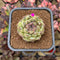 Echeveria 'Amethyst' 2" Succulent Plant Cutting