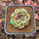 Echeveria 'Amethyst' 2" Succulent Plant Cutting