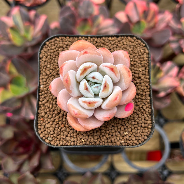 Echeveria 'Miss Jin' 1"-2" Succulent Plant Cutting