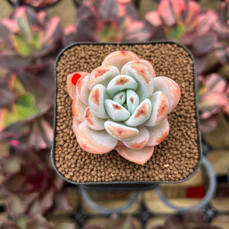 Echeveria 'Miss Jin' 1"-2" Succulent Plant Cutting