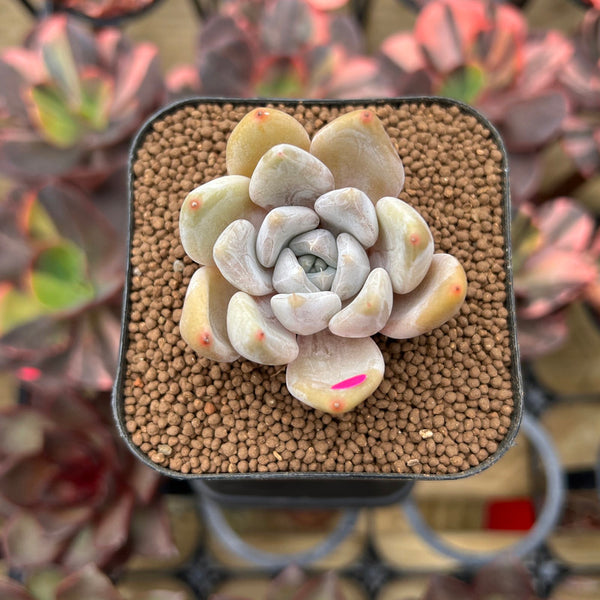 Echeveria 'Jinjuhee' 1"-2" Succulent Plant Cutting