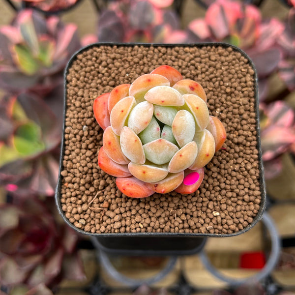 Echeveria 'Starmark' 2" Succulent Plant Cutting