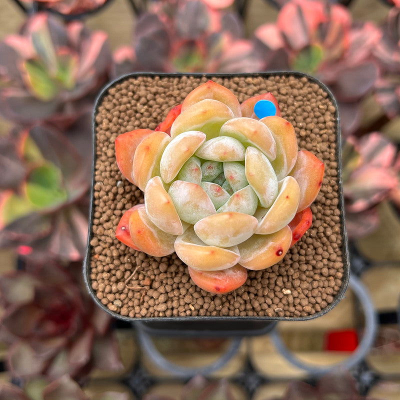 Echeveria 'Starmark' 2" Succulent Plant Cutting