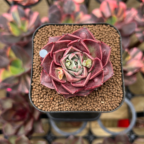 Echeveria 'Mohican' Carunculated 1"-2" Succulent Plant Cutting