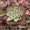 Echeveria 'Elkhorn' Variegated 1"-2" Succulent Plant Cutting