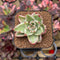 Echeveria 'Elkhorn' Variegated 1"-2" Succulent Plant Cutting