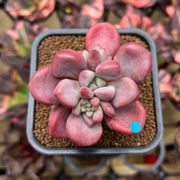 Graptopetalum 'Polari Heart' 2" Succulent Plant Cutting