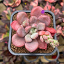 Graptopetalum 'Polari Heart' 2" Succulent Plant Cutting