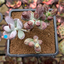 Cotyleydon Orbiculata Var. 'Hoppi' Variegated Cluster 2" Succulent Plant Cutting