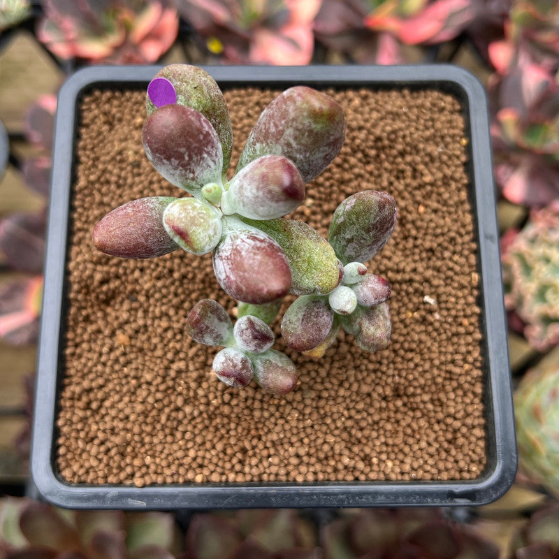 Cotyleydon Orbiculata Var. 'Hoppi' Variegated Cluster 2" Succulent Plant Cutting