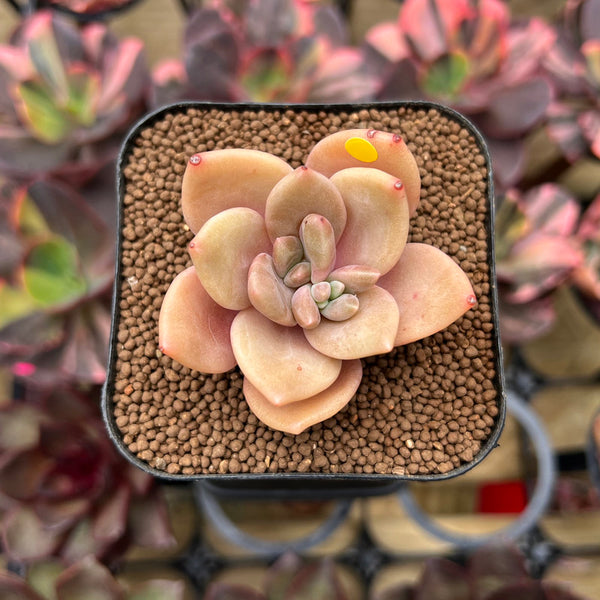 Echeveria 'Red Lips' (Xichuensis Hybrid) 1"-2" Succulent Plant Cutting