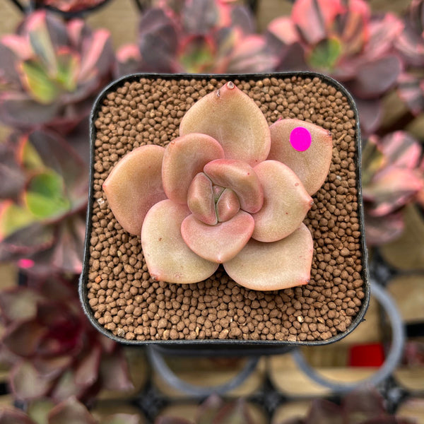 Echeveria 'Red Lips' (Xichuensis Hybrid) 1"-2" Succulent Plant Cutting