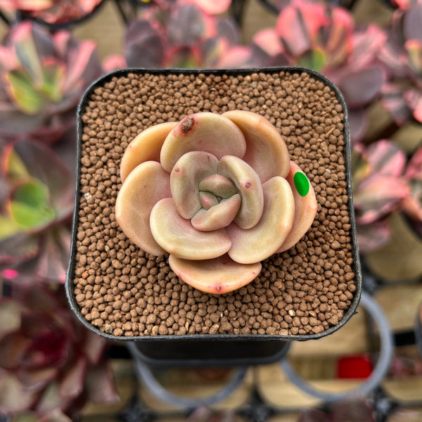 Echeveria 'Red Lips' (Xichuensis Hybrid) 1"-2" Succulent Plant Cutting