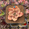 Echeveria 'Red Lips' (Xichuensis Hybrid) 1"-2" Succulent Plant Cutting