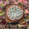 Echeveria 'Watermelon' 2" Succulent Plant Cutting