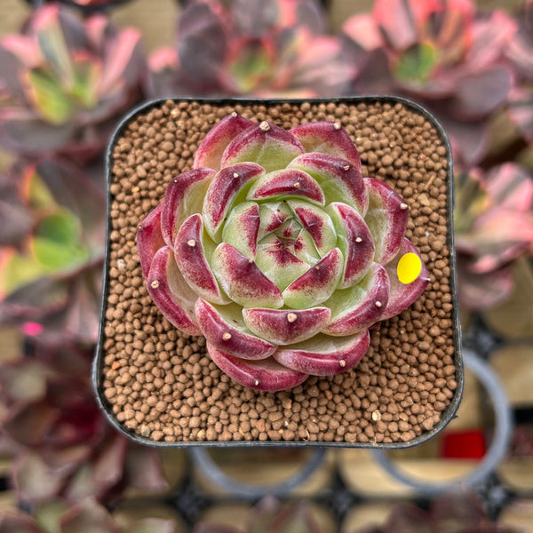 Echeveria 'Daredevil' 2" Succulent Plant Cutting