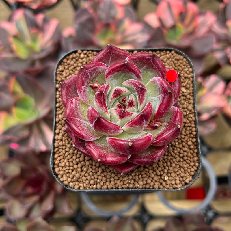 Echeveria 'Daredevil' 2" Succulent Plant Cutting