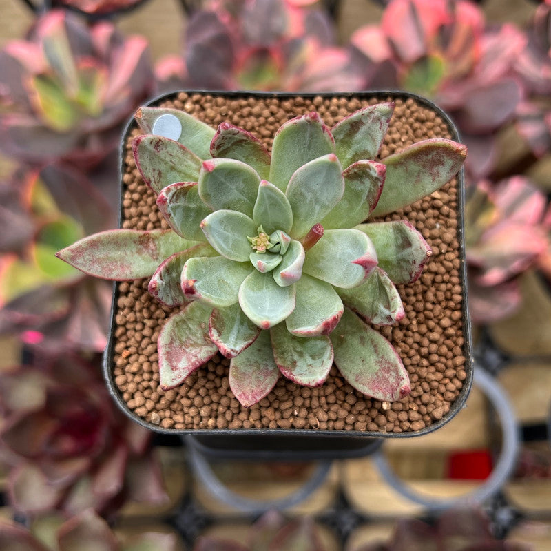 Echeveria Subalpina 2" Succulent Plant Cutting