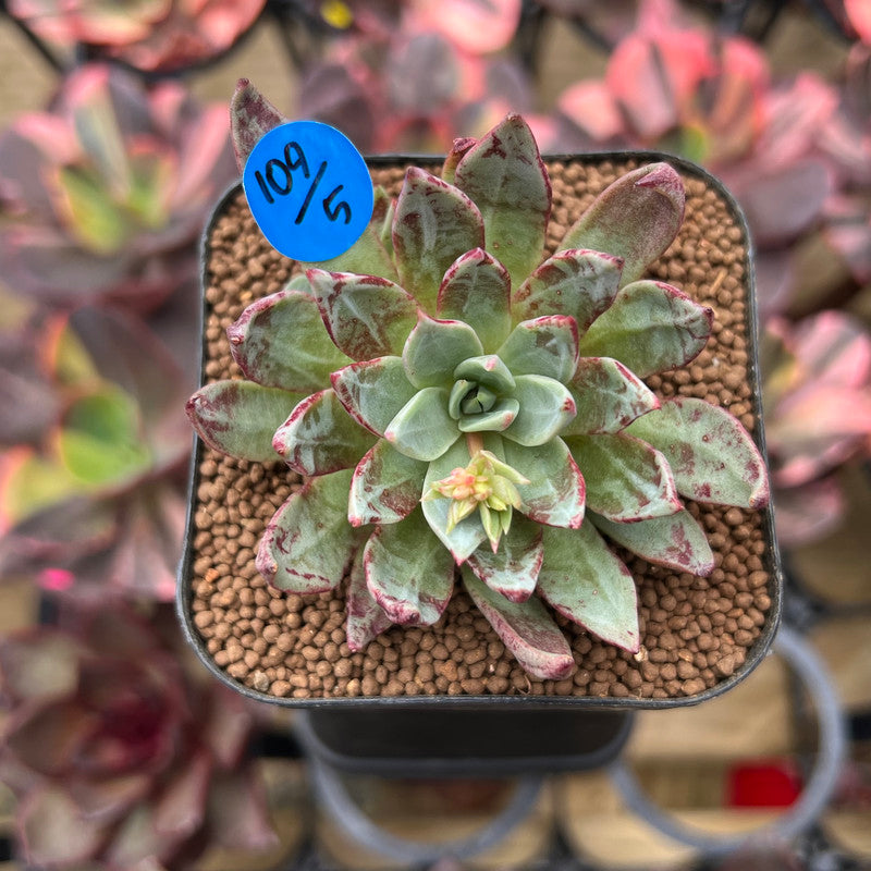 Echeveria Subalpina 2" Succulent Plant Cutting