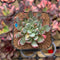 Echeveria Subalpina 2" Succulent Plant Cutting