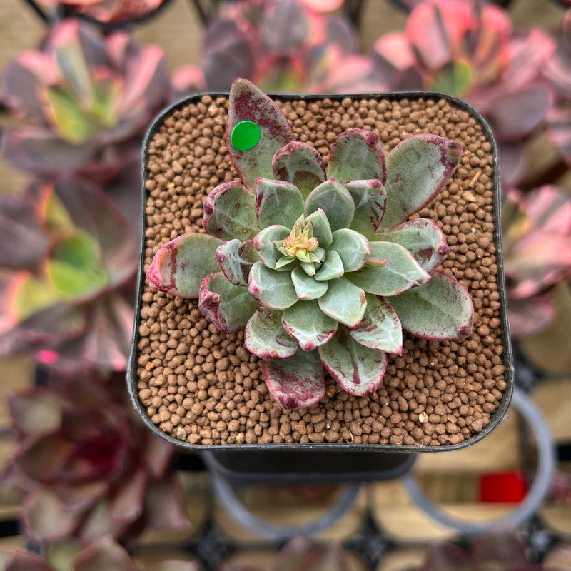 Echeveria Subalpina 2" Succulent Plant Cutting