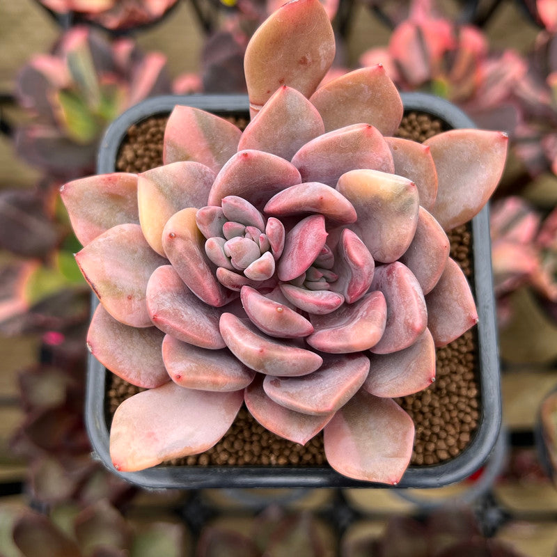 Graptoveria 'Debbie' Variegated 2"-3" Succulent Plant Cutting