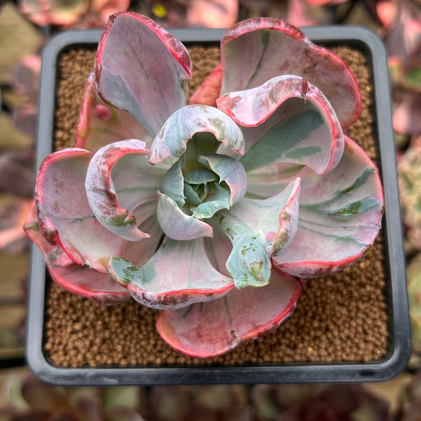 Echeveria 'Beyonce Rainbow' Variegated 2"-3" Succulent Plant