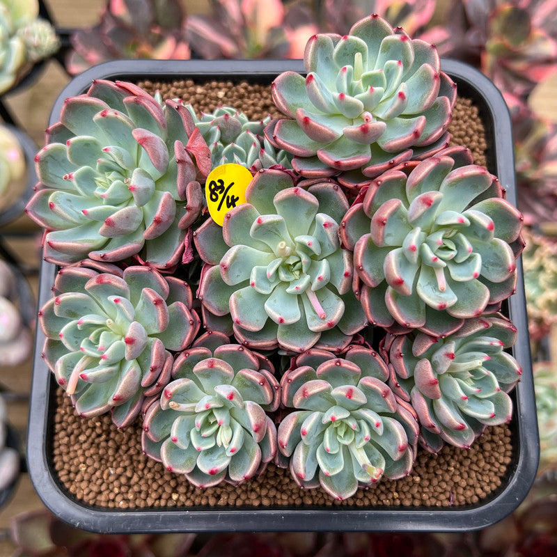 Echeveria 'Nanahukumini' 4"-5" Succulent Plant Cutting