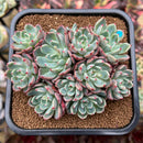 Echeveria 'Nanahukumini' 4"-5" Succulent Plant Cutting