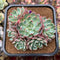 Echeveria 'Nanahukumini' 3" Succulent Plant Cutting