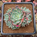 Echeveria 'Nanahukumini' 3" Succulent Plant Cutting