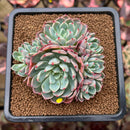 Echeveria 'Nanahukumini' 3" Succulent Plant Cutting