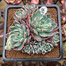 Echeveria 'Nanahukumini' 3" Succulent Plant Cutting